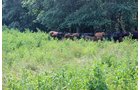 Property photo 5 - REAL ESTATE AUCTION, 39+/- Acres offered in 3 Tracts