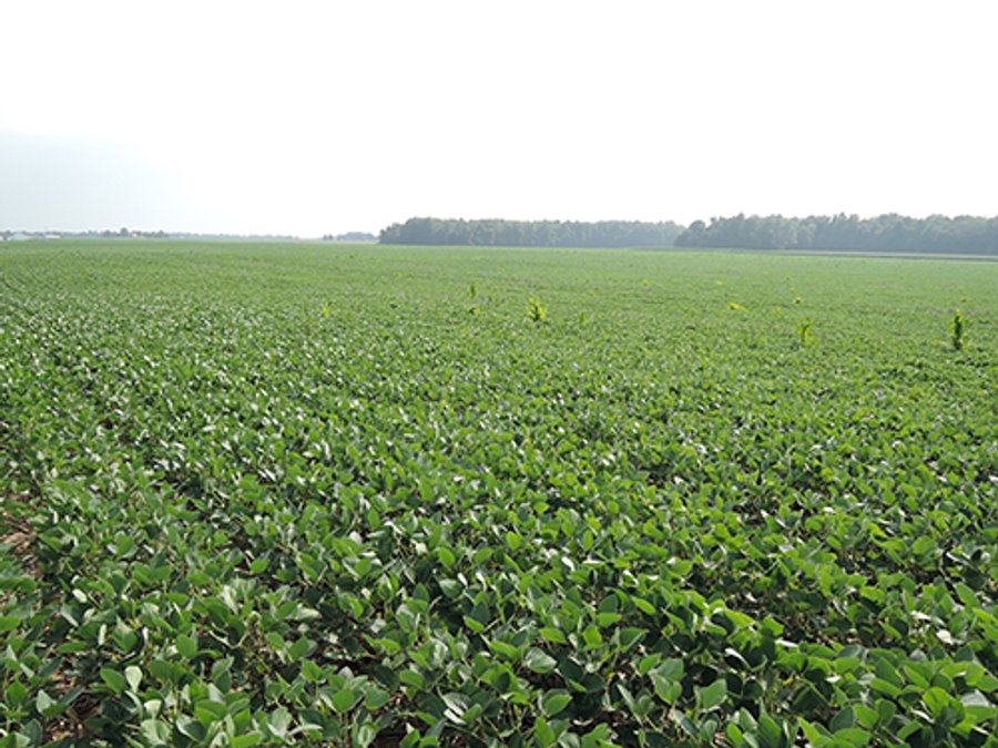 LAND AUCTION, 187+/- Acres offered in 6 Tracts