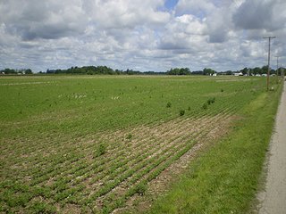Property photo 7 - LAND AUCTION, 187+/- Acres offered in 6 Tracts