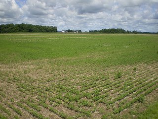 Property photo 4 - LAND AUCTION, 187+/- Acres offered in 6 Tracts