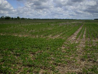 Property photo 1 - LAND AUCTION, 187+/- Acres offered in 6 Tracts