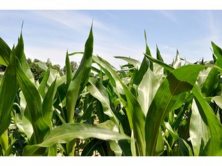 Property photo 2 - LAND AUCTION, 140.15+/- Acres