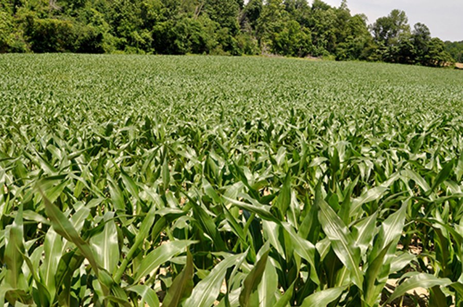 LAND AUCTION, 140.15+/- Acres