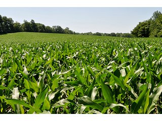 Property photo 1 - LAND AUCTION, 140.15+/- Acres