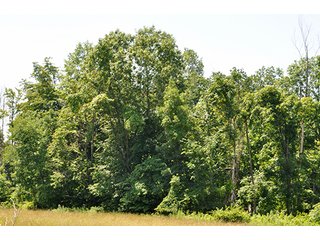 Property photo 4 - LAND AUCTION, 140.15+/- Acres