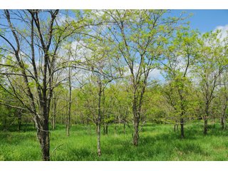 Tracts 19-26 - OHIO LAND AUCTION - 1966+/- ACRES IN 41 TRACTS. EXCELLENT HUNTING HABITAT, SCENIC, PRISTINE BUILDING SITES