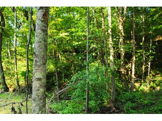 Tracts 33-35 - OHIO LAND AUCTION - 1966+/- ACRES IN 41 TRACTS. EXCELLENT HUNTING HABITAT, SCENIC, PRISTINE BUILDING SITES