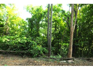 Tracts 36-38 - OHIO LAND AUCTION - 1966+/- ACRES IN 41 TRACTS. EXCELLENT HUNTING HABITAT, SCENIC, PRISTINE BUILDING SITES