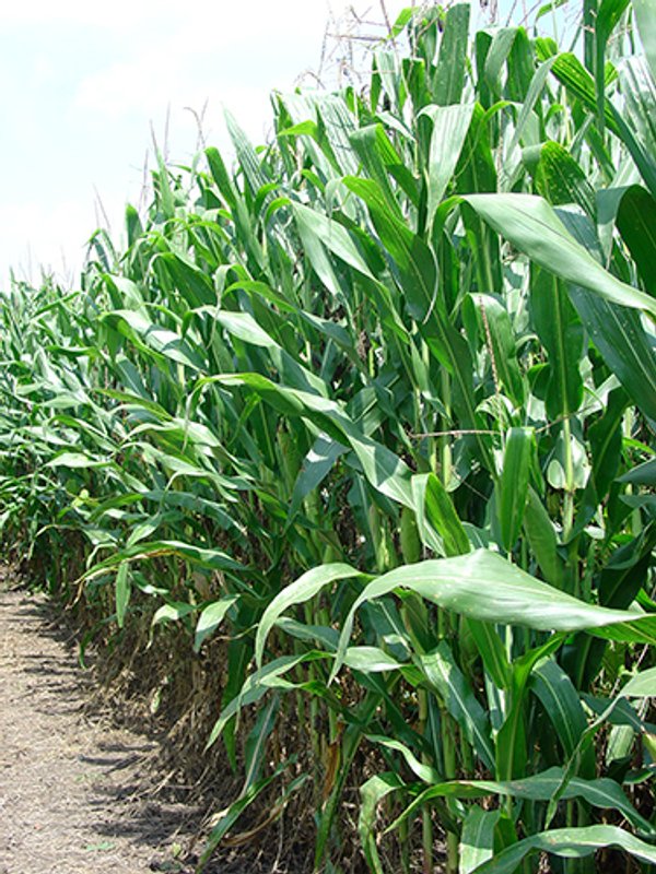 POSTPONED! LAND AUCTION, 192+/- Acres offered in 2 Tracts