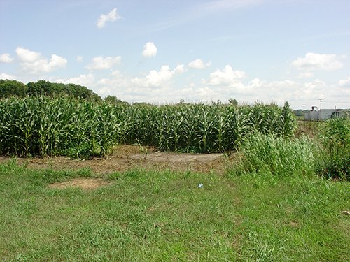 Property photo 7 - POSTPONED! LAND AUCTION, 192+/- Acres offered in 2 Tracts