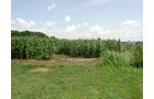 Property photo 7 - POSTPONED! LAND AUCTION, 192+/- Acres offered in 2 Tracts