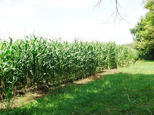 Property photo 2 - POSTPONED! LAND AUCTION, 192+/- Acres offered in 2 Tracts