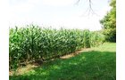 Property photo 2 - POSTPONED! LAND AUCTION, 192+/- Acres offered in 2 Tracts