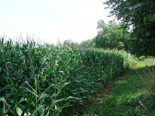 Property photo 9 - POSTPONED! LAND AUCTION, 192+/- Acres offered in 2 Tracts