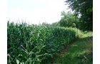 Property photo 9 - POSTPONED! LAND AUCTION, 192+/- Acres offered in 2 Tracts