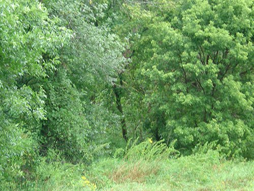 Property photo 1 - POSTPONED! LAND AUCTION, 192+/- Acres offered in 2 Tracts