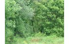Property photo 1 - POSTPONED! LAND AUCTION, 192+/- Acres offered in 2 Tracts