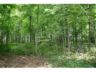 Woods, Tract 2 - REAL ESTATE & PERSONAL PROPERTY AUCTION, 69+/- Acres offered in 3 Tracts
