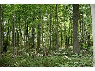 Woods, Tract 2 - REAL ESTATE & PERSONAL PROPERTY AUCTION, 69+/- Acres offered in 3 Tracts