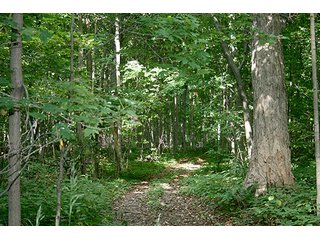 Woods, Tract 2 - REAL ESTATE & PERSONAL PROPERTY AUCTION, 69+/- Acres offered in 3 Tracts