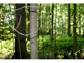 Woods, Tract 2 - REAL ESTATE & PERSONAL PROPERTY AUCTION, 69+/- Acres offered in 3 Tracts