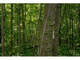 Woods, Tract 2 - REAL ESTATE & PERSONAL PROPERTY AUCTION, 69+/- Acres offered in 3 Tracts