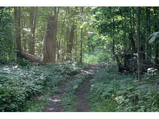 Woods, Tract 2 - REAL ESTATE & PERSONAL PROPERTY AUCTION, 69+/- Acres offered in 3 Tracts