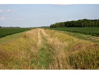 Drainage Ditches Provide Excellent Outlets - REAL ESTATE & PERSONAL PROPERTY AUCTION, 69+/- Acres offered in 3 Tracts