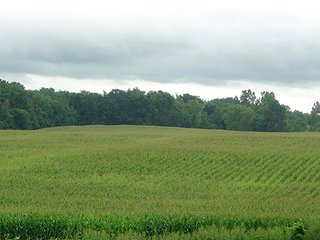 Property photo 6 - LAND AUCTION, 160+/- Acres offered in 5 Tracts