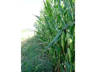 Property photo 1 - LAND AUCTION, 160+/- Acres offered in 5 Tracts