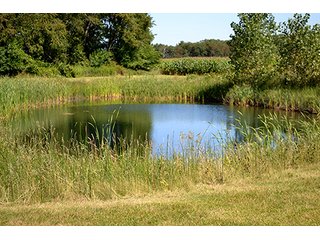 Property photo 10 - REAL ESTATE AUCTION, 141.5+/- Acres offered in 5 Tracts