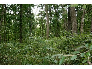Property photo 11 - REAL ESTATE AUCTION, 141.5+/- Acres offered in 5 Tracts