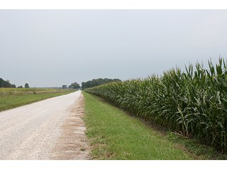 Property photo 5 - REAL ESTATE AUCTION, 141.5+/- Acres offered in 5 Tracts