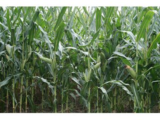 Property photo 6 - REAL ESTATE AUCTION, 141.5+/- Acres offered in 5 Tracts