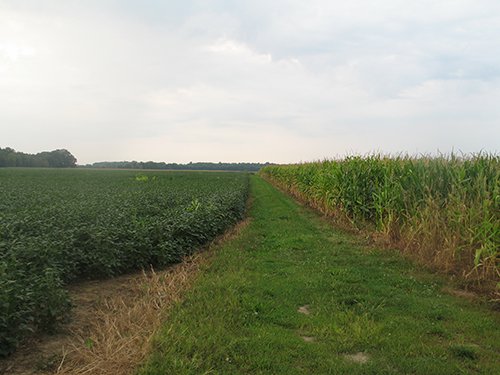 Property photo 18 - LAND AUCTION, 124.929+/- Acres offered in 2 Tracts
