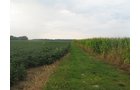 Property photo 18 - LAND AUCTION, 124.929+/- Acres offered in 2 Tracts