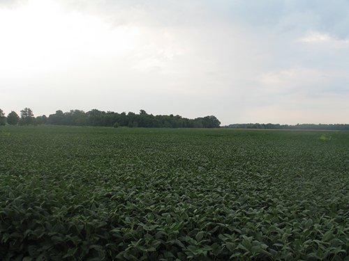 Property photo 21 - LAND AUCTION, 124.929+/- Acres offered in 2 Tracts