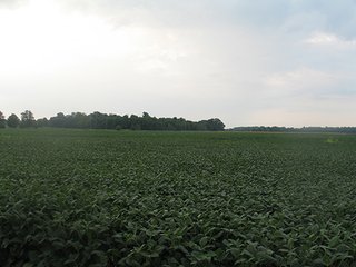 Property photo 21 - LAND AUCTION, 124.929+/- Acres offered in 2 Tracts