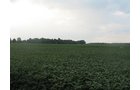 Property photo 21 - LAND AUCTION, 124.929+/- Acres offered in 2 Tracts