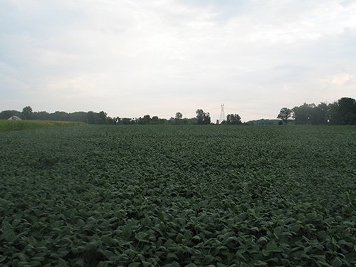 Property photo 19 - LAND AUCTION, 124.929+/- Acres offered in 2 Tracts