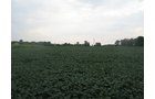 Property photo 19 - LAND AUCTION, 124.929+/- Acres offered in 2 Tracts