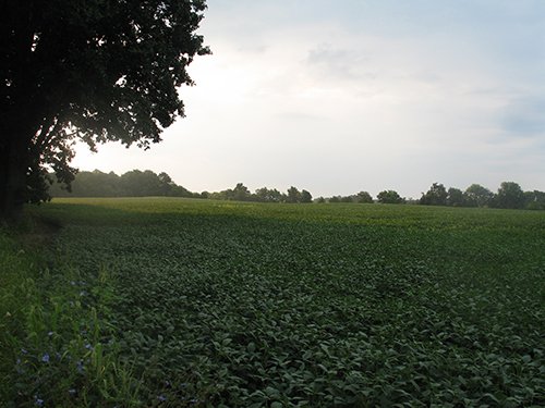 Property photo 22 - LAND AUCTION, 124.929+/- Acres offered in 2 Tracts