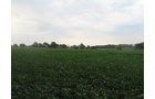 Property photo 13 - LAND AUCTION, 124.929+/- Acres offered in 2 Tracts