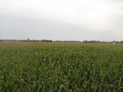 Property photo 15 - LAND AUCTION, 124.929+/- Acres offered in 2 Tracts