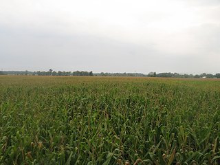 Property photo 15 - LAND AUCTION, 124.929+/- Acres offered in 2 Tracts