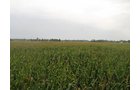 Property photo 15 - LAND AUCTION, 124.929+/- Acres offered in 2 Tracts