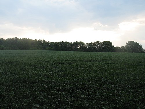 Property photo 14 - LAND AUCTION, 124.929+/- Acres offered in 2 Tracts