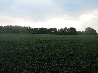 Property photo 14 - LAND AUCTION, 124.929+/- Acres offered in 2 Tracts