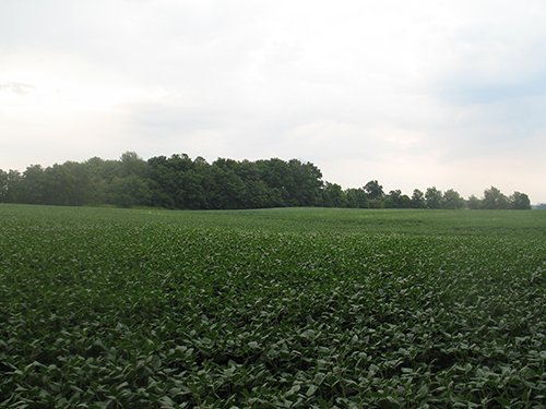Property photo 10 - LAND AUCTION, 124.929+/- Acres offered in 2 Tracts