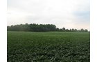 Property photo 10 - LAND AUCTION, 124.929+/- Acres offered in 2 Tracts